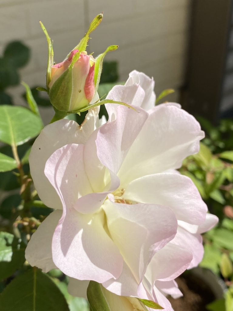 バラが咲きました🌸