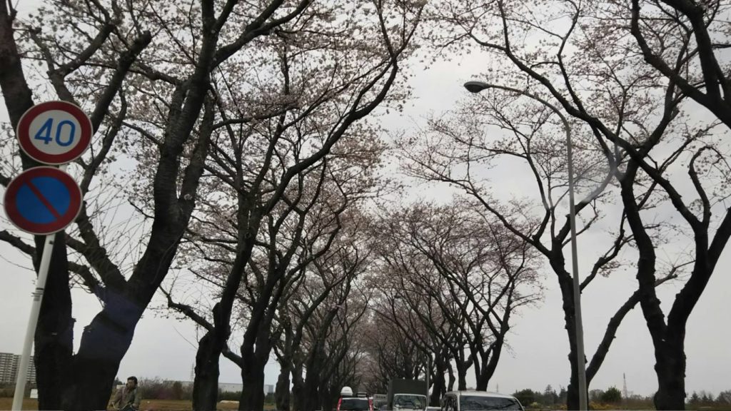 桜