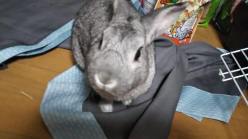 ウサチャン☆